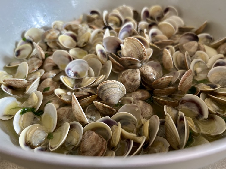 Clams from Adriatic sea